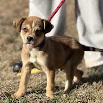 Thumbnail photo of Yellow Ray #2