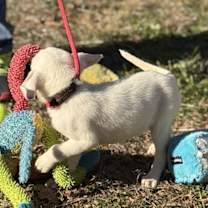 Thumbnail photo of Violet #4