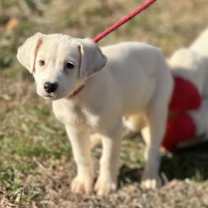 Thumbnail photo of Orange Cream #2