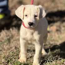 Thumbnail photo of Orange Cream #3