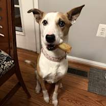 Thumbnail photo of Ollie #1