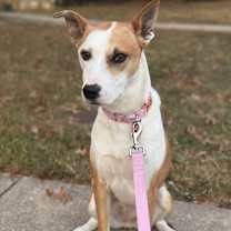 Thumbnail photo of Ollie #3