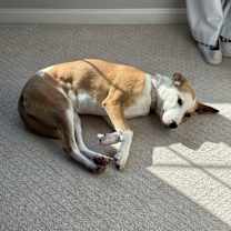 Thumbnail photo of Ollie #4