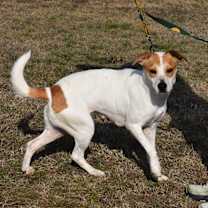 Thumbnail photo of Lacy #1