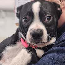 Thumbnail photo of Socks #1