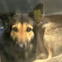 Thumbnail photo of Dallas #2