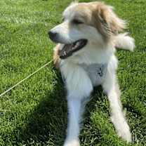 Thumbnail photo of Honey #2