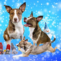 Thumbnail photo of Kenzie #2