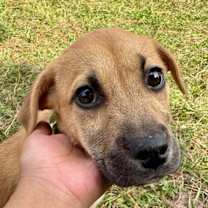 Thumbnail photo of Jay #1