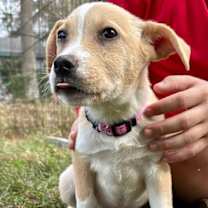 Thumbnail photo of Scarlett #2