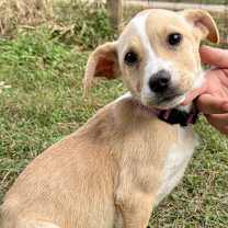 Thumbnail photo of Scarlett #3