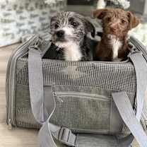 Thumbnail photo of Ginger & Pepper - Phoenix area #1