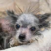 Thumbnail photo of Milo #2