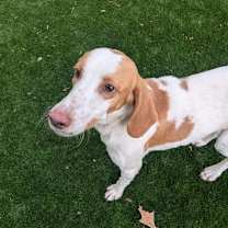 Thumbnail photo of Corduroy #1