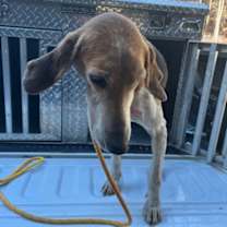 Thumbnail photo of Elmer Fudd #2