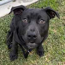 Thumbnail photo of KYLE #1