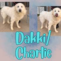 Thumbnail photo of Dakki/Charlie #1
