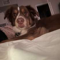 Thumbnail photo of Bear #2