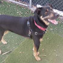 Thumbnail photo of Rusty 24-5613 #3