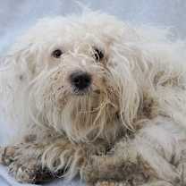 Thumbnail photo of FURBY #2