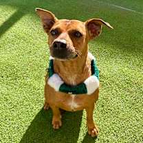 Thumbnail photo of Cinnamon - PAWS #1