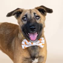 Thumbnail photo of Ginger #3