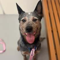 Thumbnail photo of Dio #1