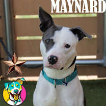 Thumbnail photo of Maynard #4