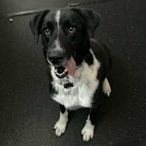 Thumbnail photo of Journey (fka Wizard) #1