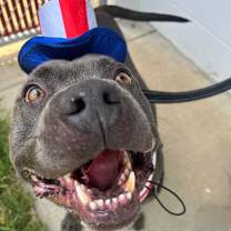 Thumbnail photo of Moto Moto  #3