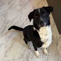 Thumbnail photo of Journey (fka Wizard) #4