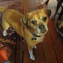 Thumbnail photo of Chauncey #1