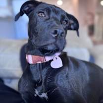 Thumbnail photo of Willow #3