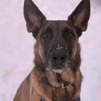 Thumbnail photo of Rex #1