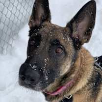 Thumbnail photo of Rex #4