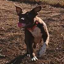 Thumbnail photo of Pumpkin #2