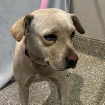 Thumbnail photo of Pineapple* #1