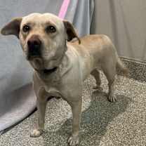 Thumbnail photo of Pineapple* #3