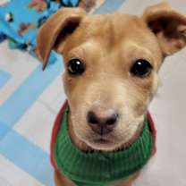 Thumbnail photo of Lucy* #1