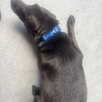 Thumbnail photo of Blue #3