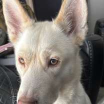 Thumbnail photo of Bella #2