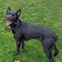 Thumbnail photo of Mula #1