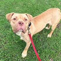 Thumbnail photo of Cowboy #1