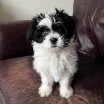 Thumbnail photo of Daisy #1