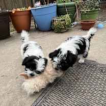 Thumbnail photo of Daisy #2