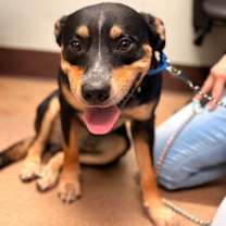 Thumbnail photo of Chop #1