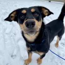 Thumbnail photo of Max #1