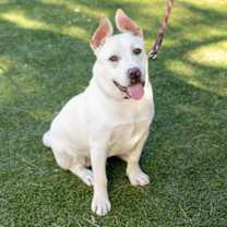 Thumbnail photo of BUTTERBALL #1