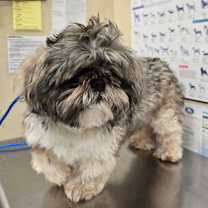 Thumbnail photo of Scrappy Do Bloom *SN* #3