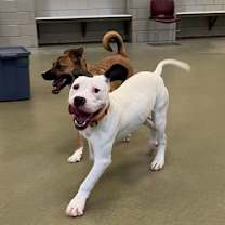 Thumbnail photo of Snoopy #3